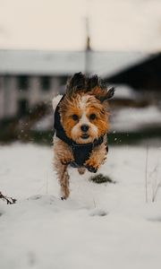 Preview wallpaper dog, puppy, funny, snow