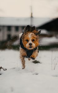 Preview wallpaper dog, puppy, funny, snow