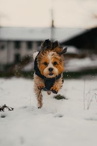 Preview wallpaper dog, puppy, funny, snow