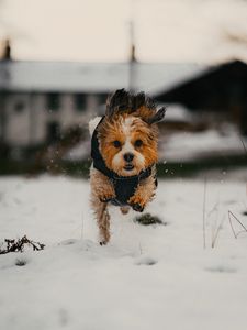 Preview wallpaper dog, puppy, funny, snow