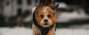 Preview wallpaper dog, puppy, funny, snow