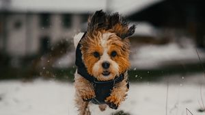 Preview wallpaper dog, puppy, funny, snow