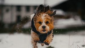 Preview wallpaper dog, puppy, funny, snow