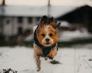 Preview wallpaper dog, puppy, funny, snow