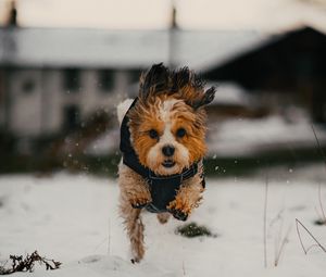 Preview wallpaper dog, puppy, funny, snow