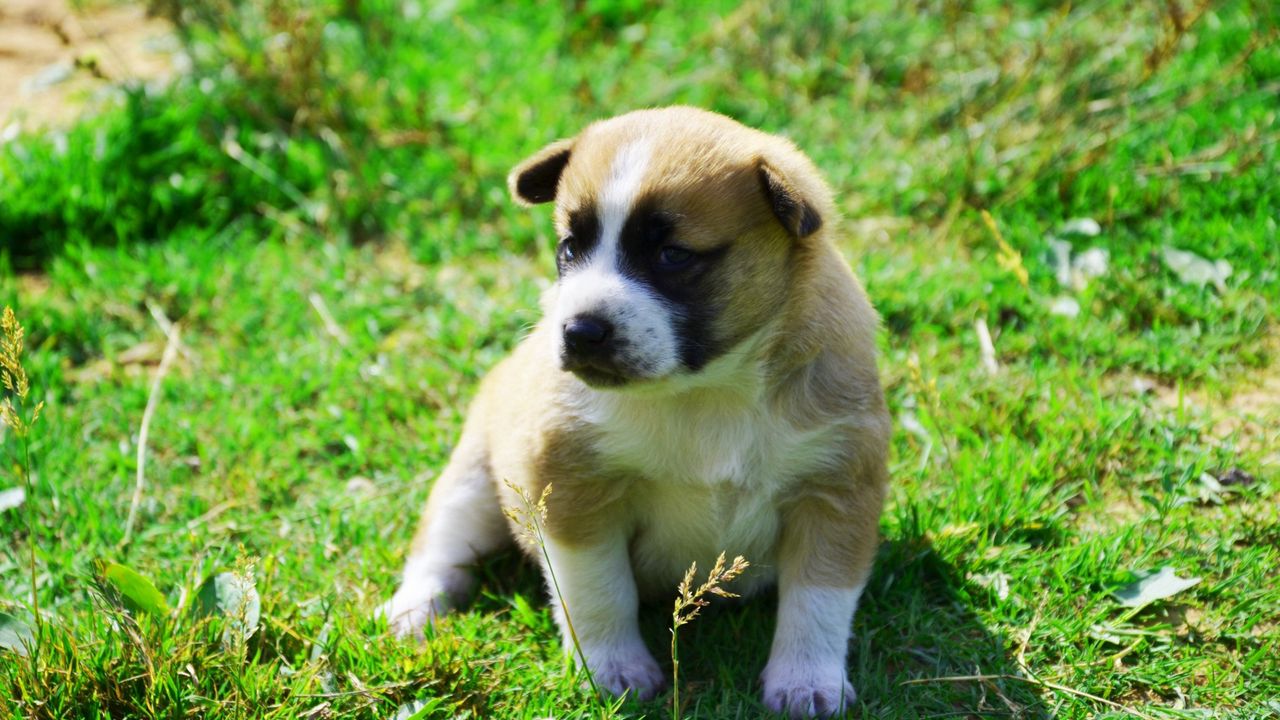Wallpaper dog, puppy, grass, sit, shadow