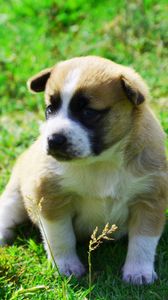 Preview wallpaper dog, puppy, grass, sit, shadow