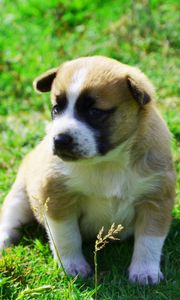 Preview wallpaper dog, puppy, grass, sit, shadow