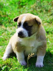 Preview wallpaper dog, puppy, grass, sit, shadow