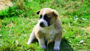 Preview wallpaper dog, puppy, grass, sit, shadow