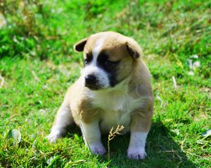 Preview wallpaper dog, puppy, grass, sit, shadow