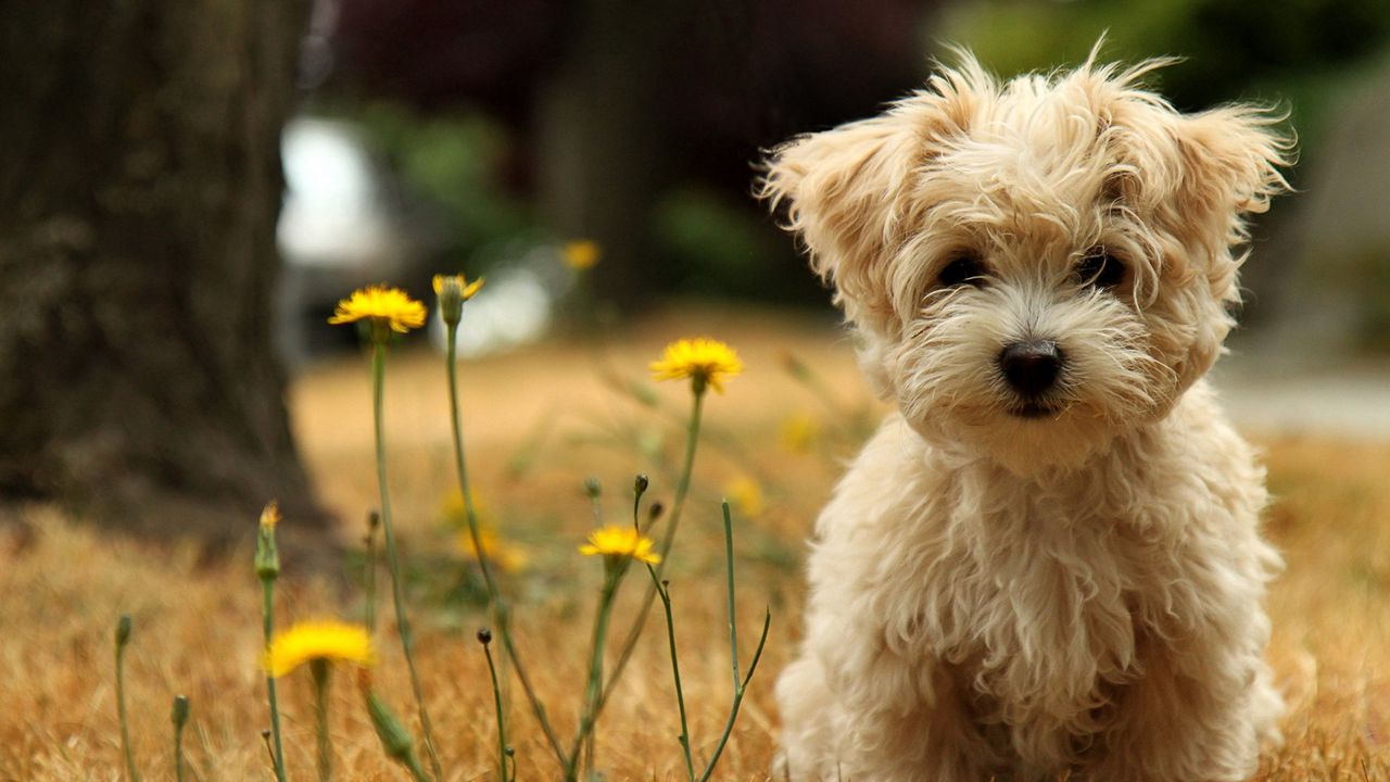 Wallpaper dog, puppy, grass, flower