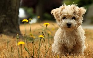 Preview wallpaper dog, puppy, grass, flower