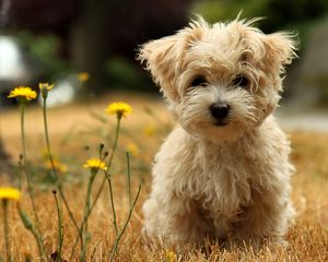 Preview wallpaper dog, puppy, grass, flower