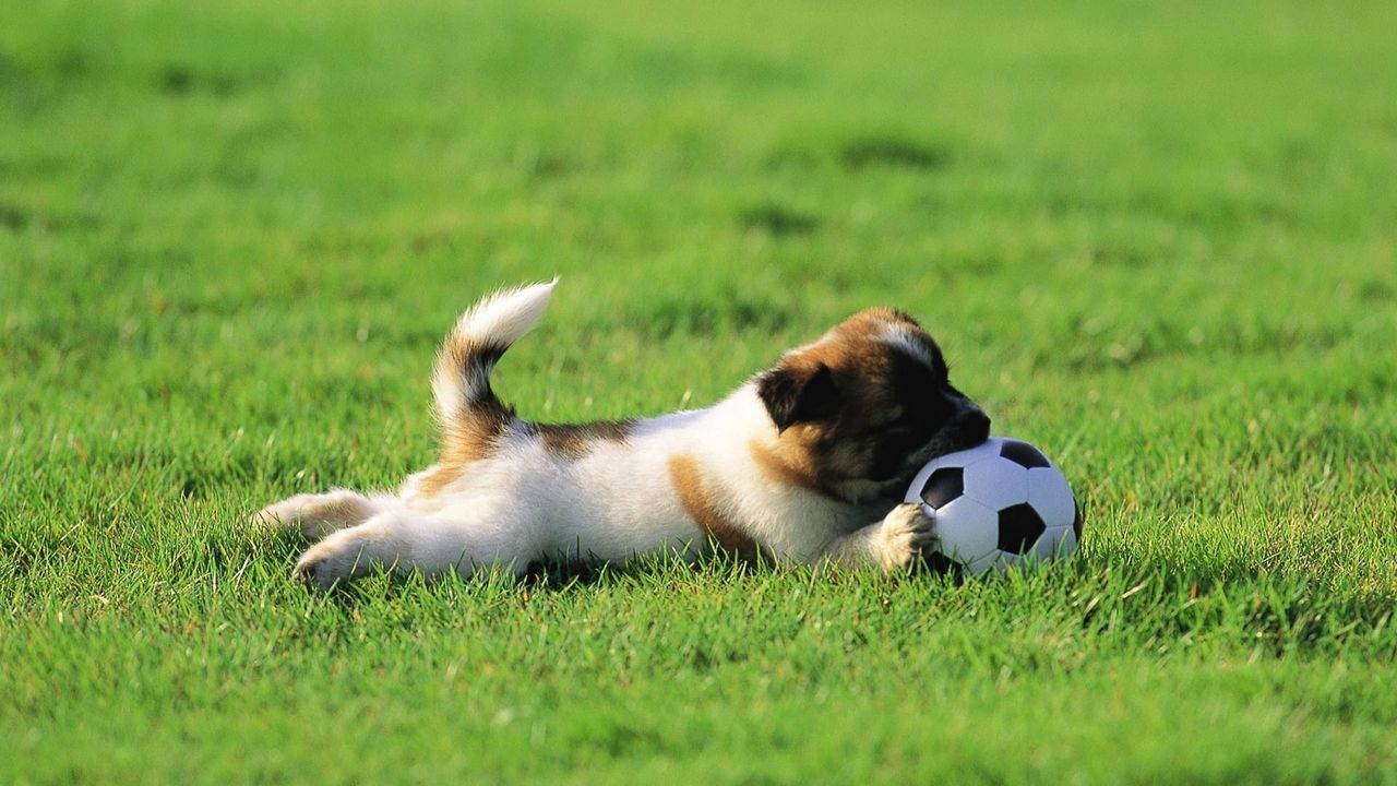 Wallpaper dog, puppy, grass, ball, toy, playful