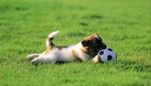 Preview wallpaper dog, puppy, grass, ball, toy, playful