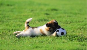 Preview wallpaper dog, puppy, grass, ball, toy, playful