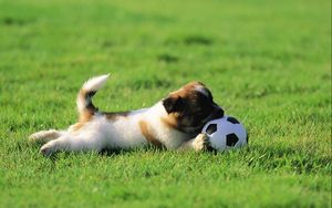 Preview wallpaper dog, puppy, grass, ball, toy, playful