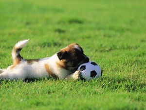 Preview wallpaper dog, puppy, grass, ball, toy, playful