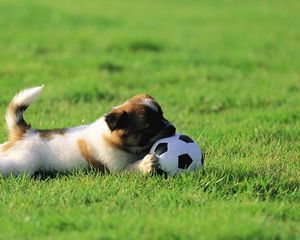 Preview wallpaper dog, puppy, grass, ball, toy, playful