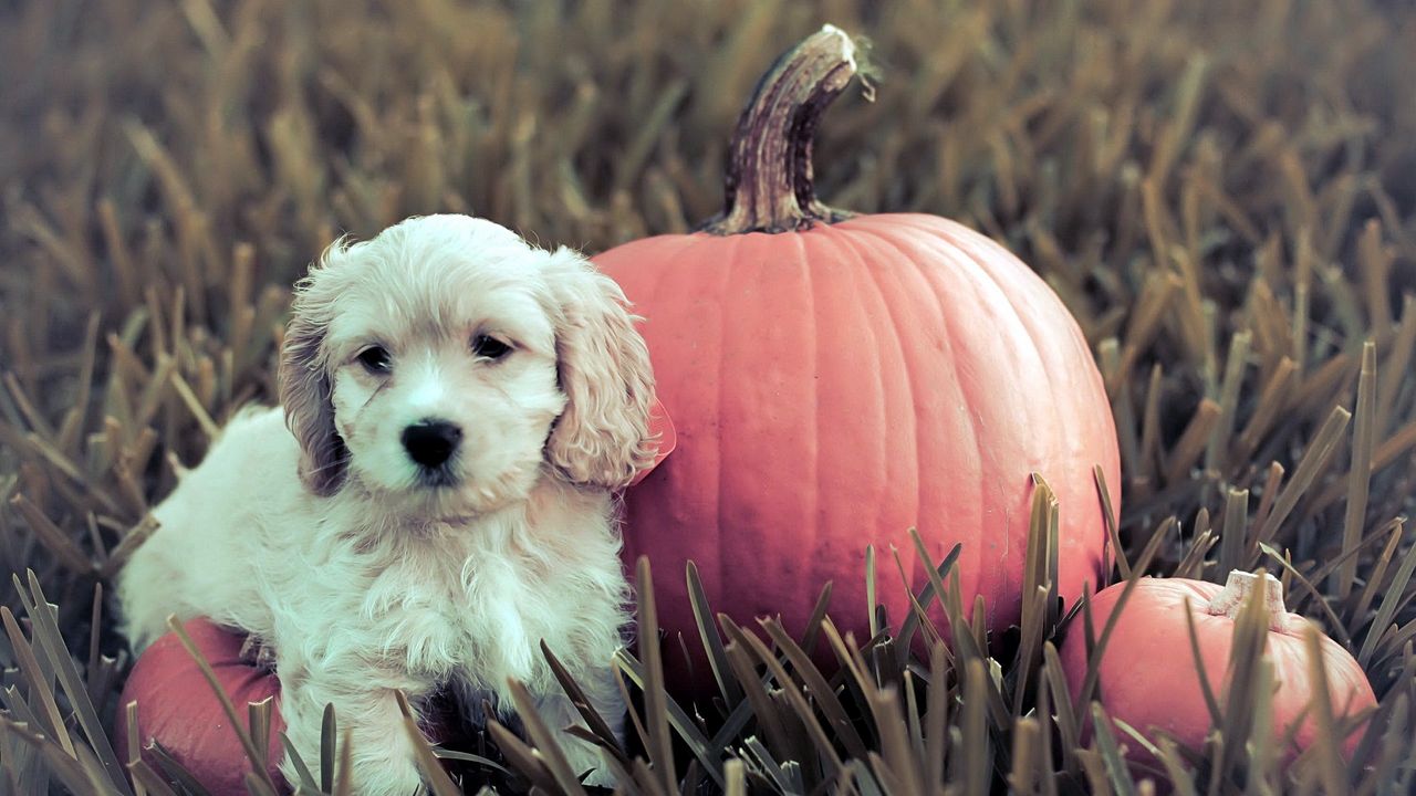 Wallpaper dog, puppy, grass, pumpkin