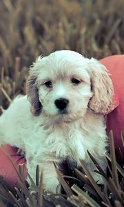 Preview wallpaper dog, puppy, grass, pumpkin