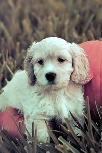Preview wallpaper dog, puppy, grass, pumpkin
