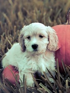 Preview wallpaper dog, puppy, grass, pumpkin