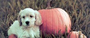 Preview wallpaper dog, puppy, grass, pumpkin