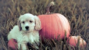 Preview wallpaper dog, puppy, grass, pumpkin