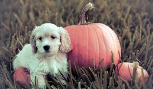 Preview wallpaper dog, puppy, grass, pumpkin