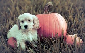 Preview wallpaper dog, puppy, grass, pumpkin