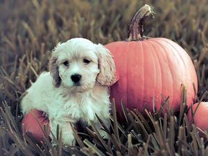 Preview wallpaper dog, puppy, grass, pumpkin