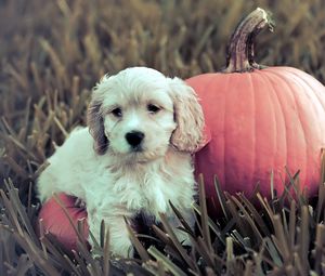 Preview wallpaper dog, puppy, grass, pumpkin