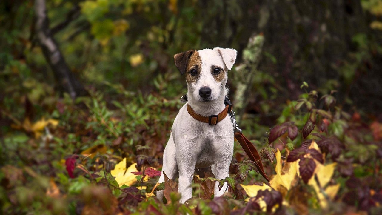 Wallpaper dog, puppy, grass, leaves