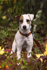 Preview wallpaper dog, puppy, grass, leaves