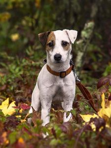 Preview wallpaper dog, puppy, grass, leaves