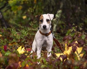 Preview wallpaper dog, puppy, grass, leaves