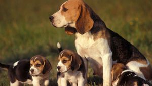 Preview wallpaper dog, puppy, grass, sit