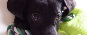 Preview wallpaper dog, puppy, labrador, face, eyes