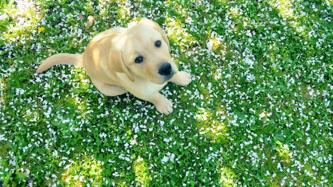 Wallpaper dog, puppy, labrador, grass, sit
