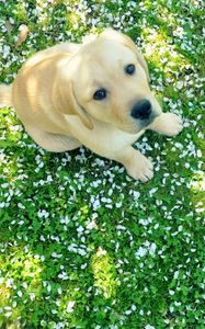 Preview wallpaper dog, puppy, labrador, grass, sit