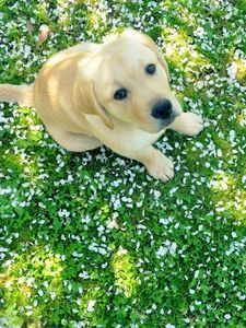 Preview wallpaper dog, puppy, labrador, grass, sit