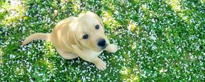 Preview wallpaper dog, puppy, labrador, grass, sit