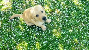 Preview wallpaper dog, puppy, labrador, grass, sit