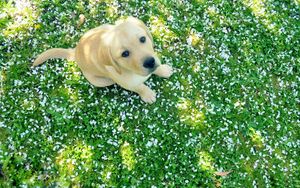 Preview wallpaper dog, puppy, labrador, grass, sit