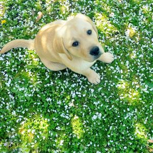 Preview wallpaper dog, puppy, labrador, grass, sit