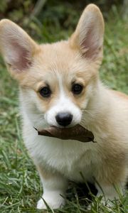 Preview wallpaper dog, puppy, leaves, grass, autumn