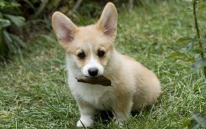 Preview wallpaper dog, puppy, leaves, grass, autumn