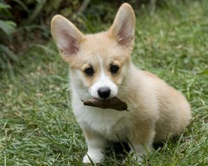 Preview wallpaper dog, puppy, leaves, grass, autumn